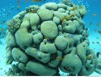 Brain coral Diploria cerebriformis 2